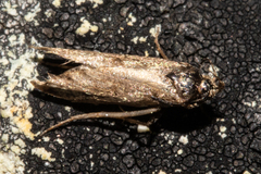 Atomotricha