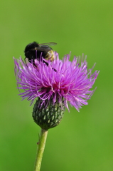 Cirsium canum
