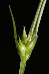 Carex timida