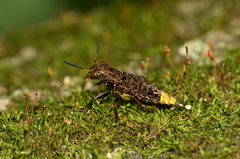 Ontholestes cingulatus