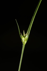 Carex timida