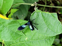 Macrocneme chrysitis