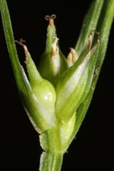 Carex timida