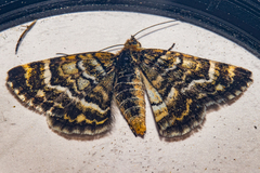Notoreas paradelpha