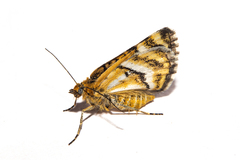 Notoreas paradelpha