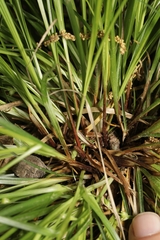 Carex timida