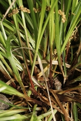Carex timida