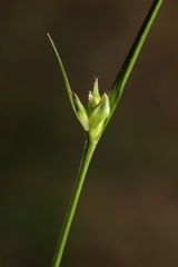 Carex timida