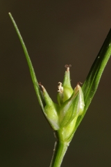 Carex timida