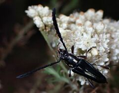 Distichocera maculicollis