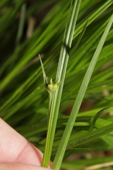 Carex timida