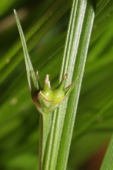 Carex timida