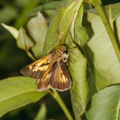 Euphyes conspicua