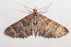 Pasiphila halianthes