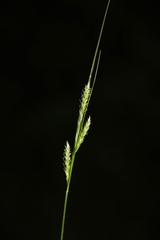 Carex timida
