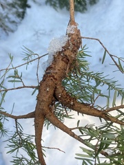 Arceuthobium tsugense tsugense