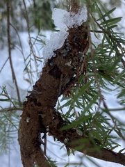 Arceuthobium tsugense tsugense