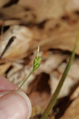 Carex willdenowii