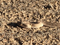 Crotalus cerastes