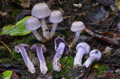 Cortinarius putorius