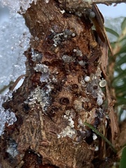 Arceuthobium tsugense tsugense