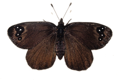 Percnodaimon