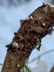 Arceuthobium tsugense tsugense