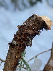 Arceuthobium tsugense tsugense