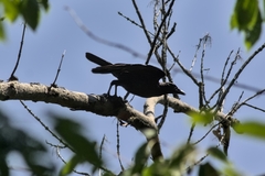 Corvus corone corone