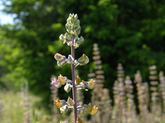 Lupinus oreganus