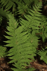 Amauropelta noveboracensis