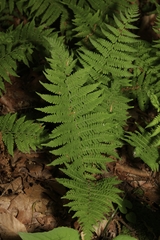 Amauropelta noveboracensis