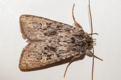 Physetica funerea