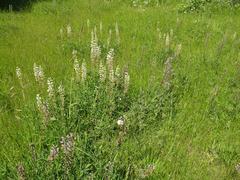 Lupinus oreganus