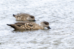 Lophonetta specularioides