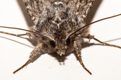Physetica funerea