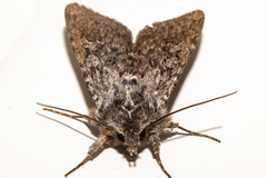 Physetica funerea
