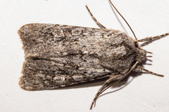 Physetica funerea