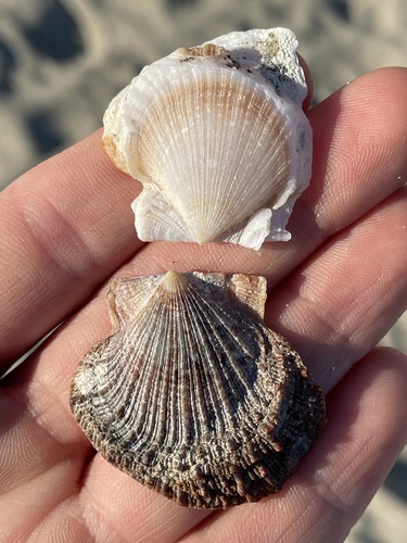 Giant Rock Scallop