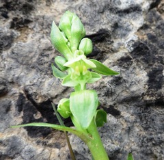 Pterygodium volucris