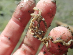 Amphiodia occidentalis