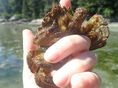 Telmessus cheiragonus