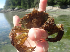 Telmessus cheiragonus