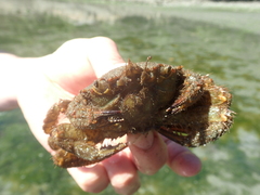 Telmessus cheiragonus