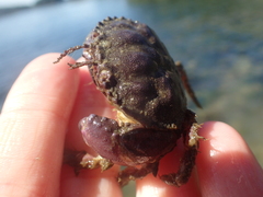 Glebocarcinus oregonensis