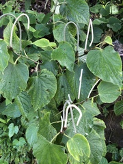 Piper auritum