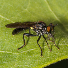 Eudioctria albius