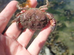 Glebocarcinus oregonensis
