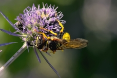 Philanthus triangulum