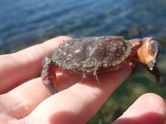 Glebocarcinus oregonensis